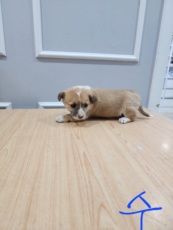 옥천동물병원_443443202300127